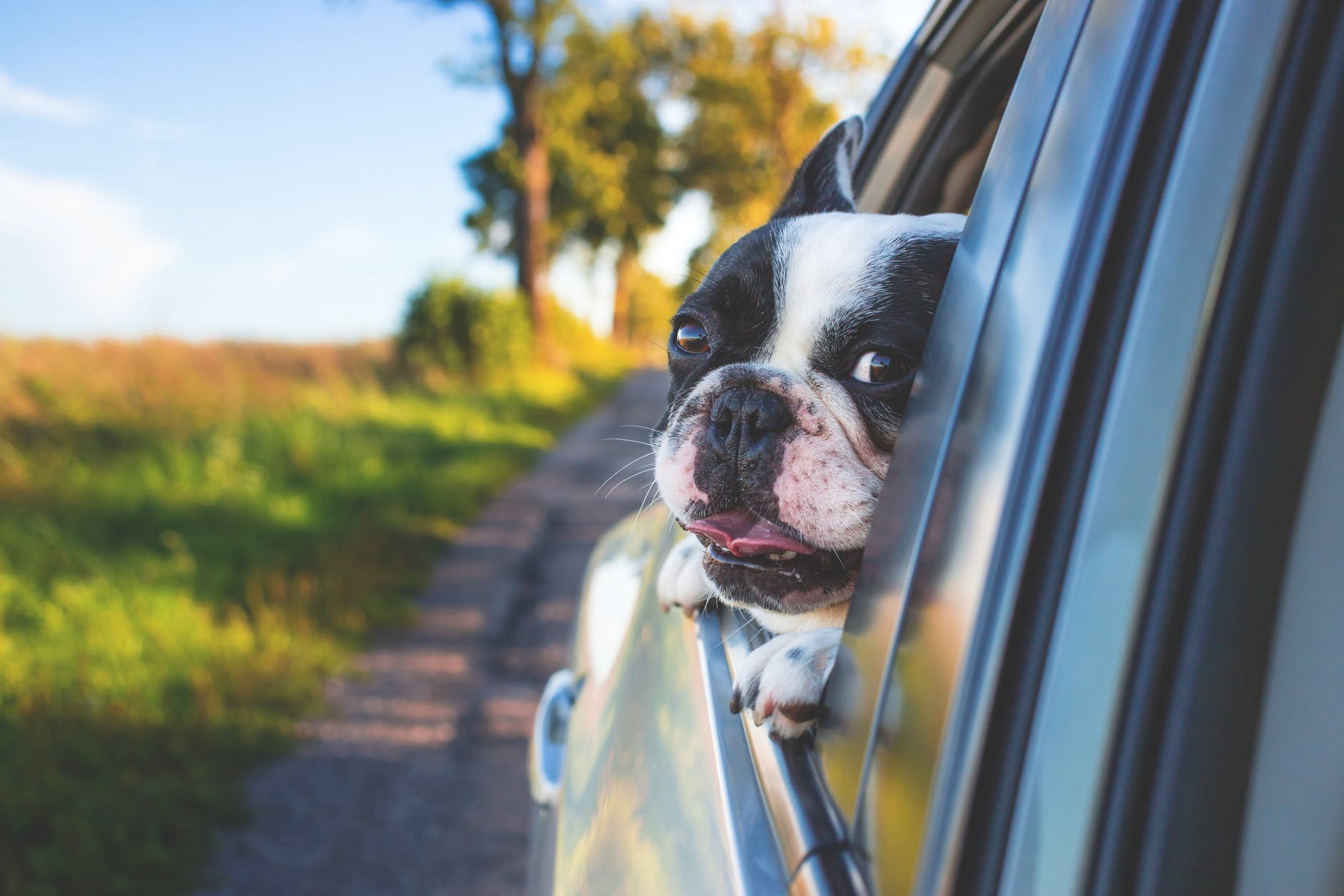 remove dog hair from your car