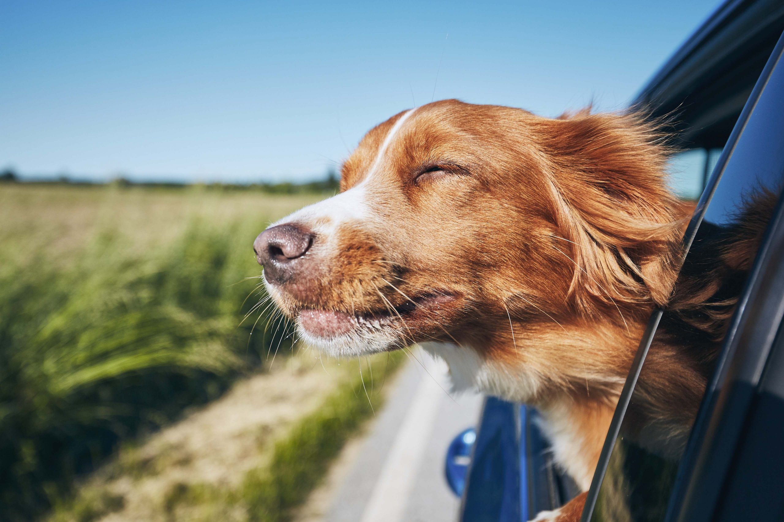 dog excited about road trip