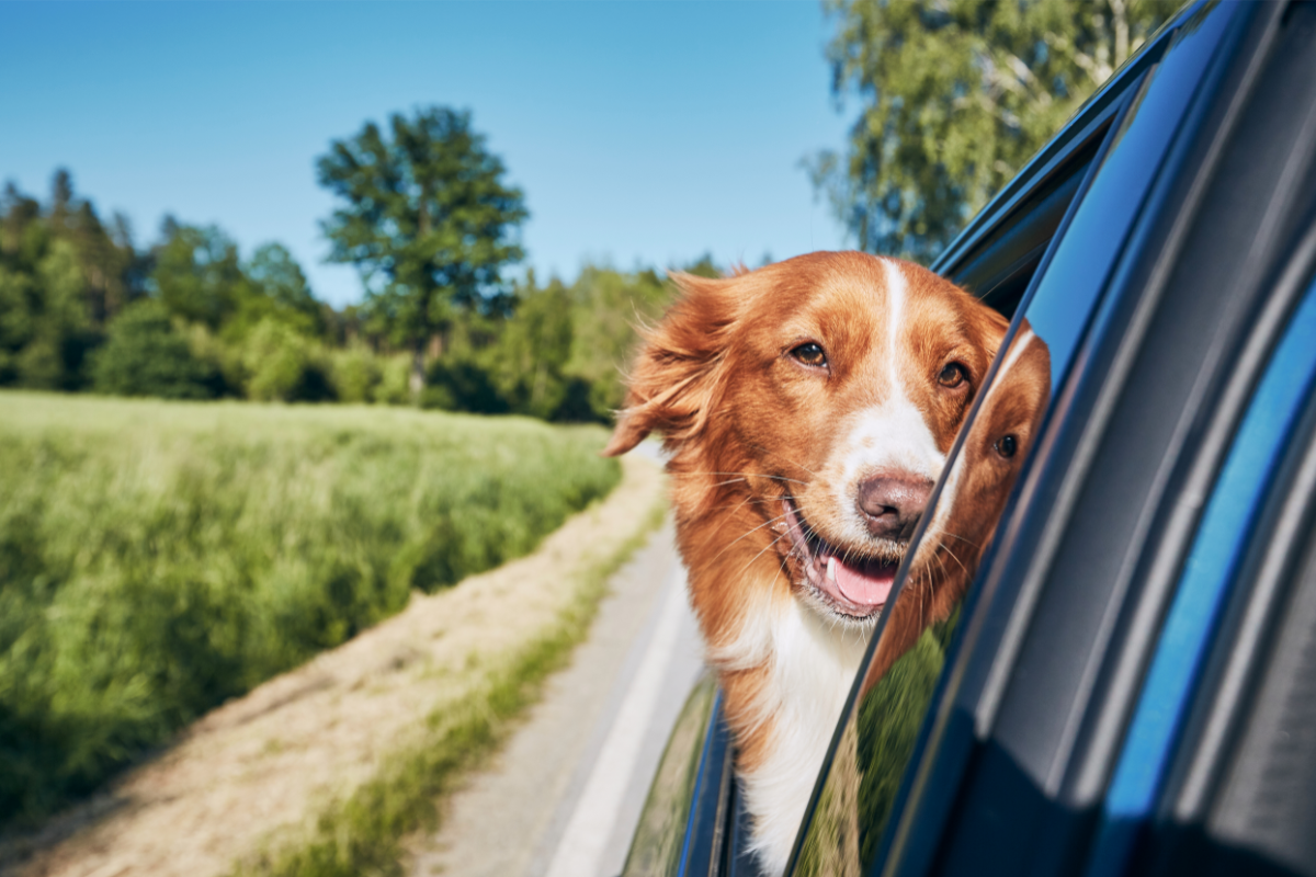 road trip with pets